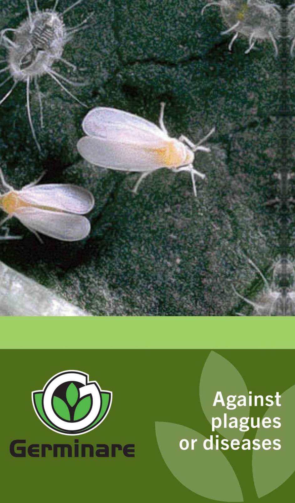 Against plagues or diseases